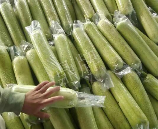 蔬菜種子種植戶客戶點(diǎn)評(píng)-這個(gè)絲瓜每畝能掙3萬，惠州客戶很滿意！