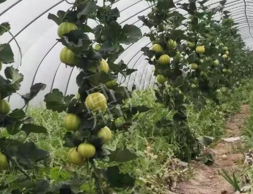 蔬菜種子種植戶客戶點(diǎn)評(píng)-我的乖乖，一株坐果15個(gè)，6元1斤，好賣得很！