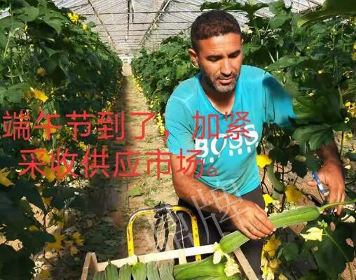蔬菜種子種植戶客戶點(diǎn)評(píng)-羨慕！每公斤24元，“優(yōu)比1號(hào)”在法國(guó)的表現(xiàn)…