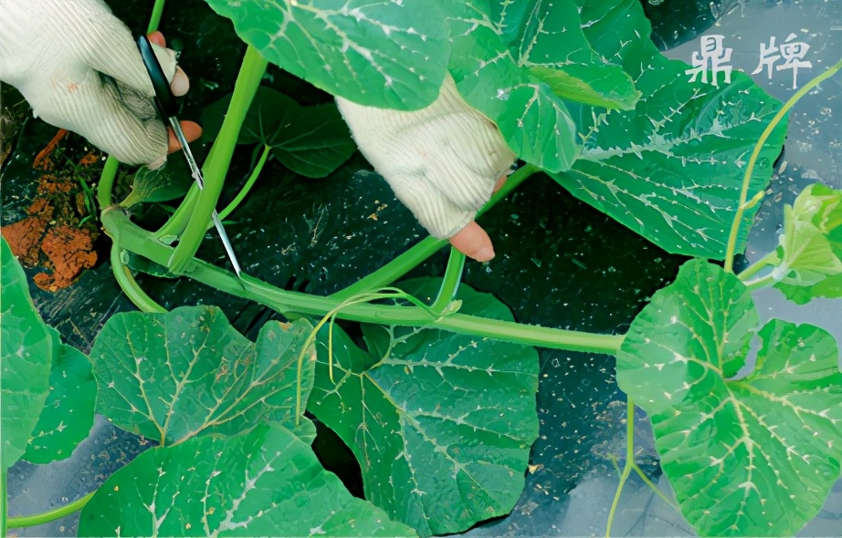 種這種綠葉菜，栽培輕松，畝產值過萬元，菜農表示很劃算