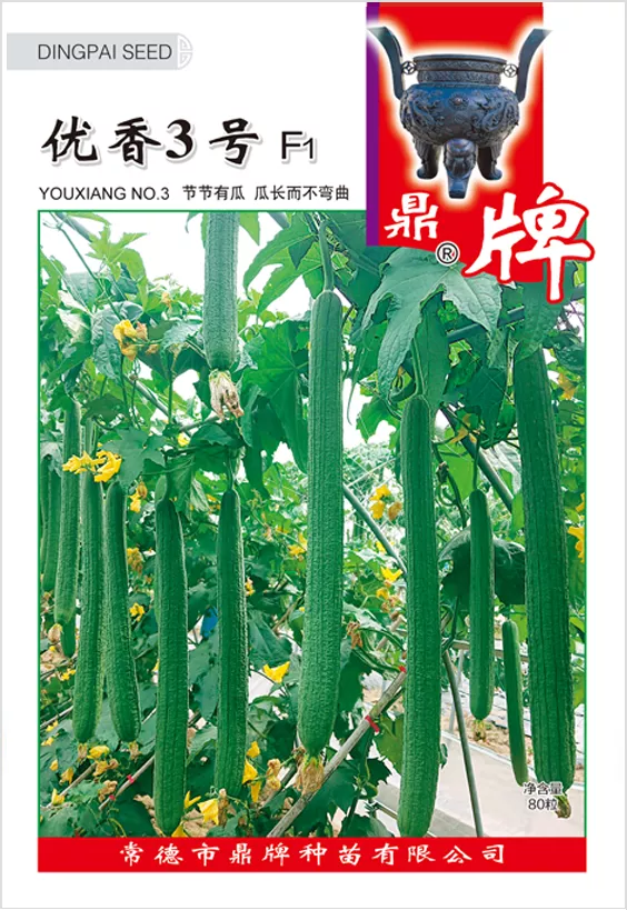 它是絲瓜種植戶的新選擇，節節有瓜，瓜長而不彎曲