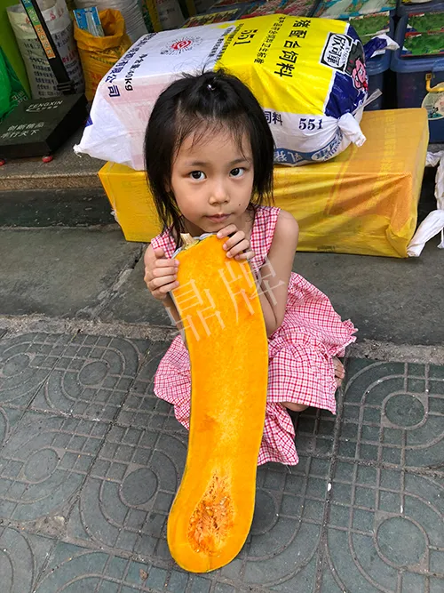 四川農(nóng)戶今年種“健美蜜本”南瓜產(chǎn)量高，品質(zhì)好，感覺巴適得很