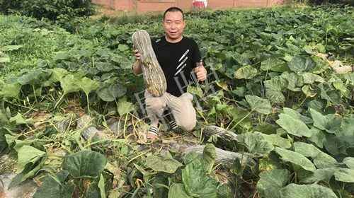 四川農(nóng)戶今年種“健美蜜本”南瓜產(chǎn)量高，品質(zhì)好，感覺巴適得很