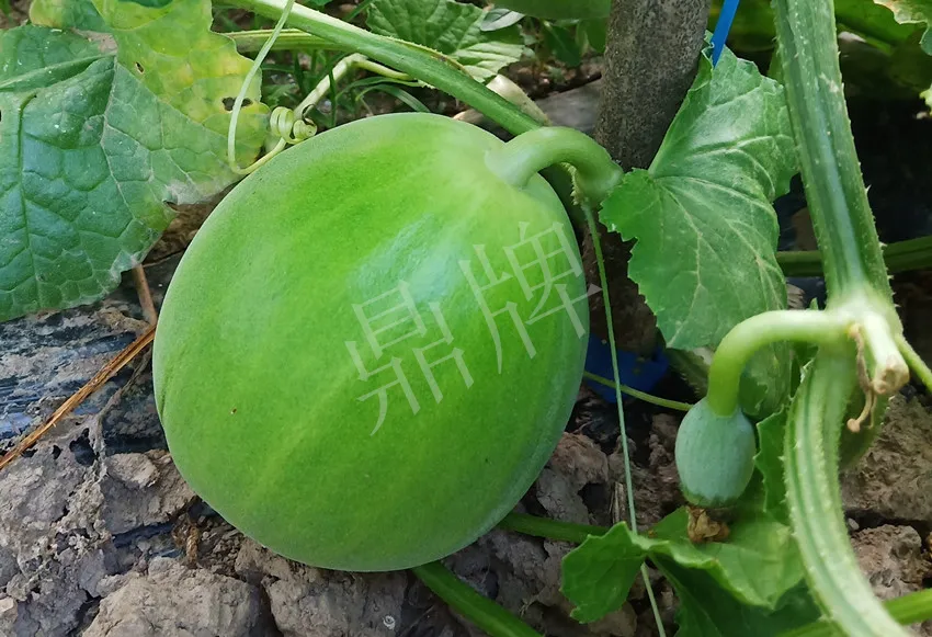 婁底瓜農(nóng)純賺50萬，我這個(gè)“張大膽”榮光了一把