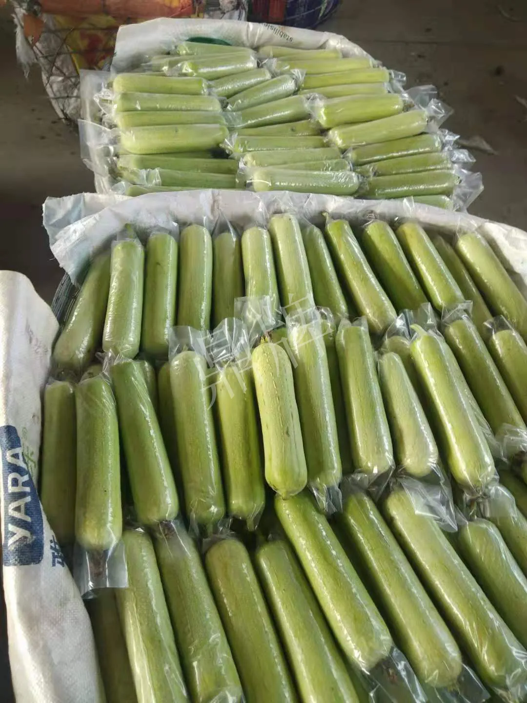 這個(gè)絲瓜每畝能掙3萬(wàn)，沒(méi)種植的農(nóng)戶后悔得拍大腿