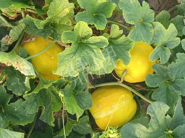 蔬菜種子種植戶客戶點(diǎn)評-種它！種它！高溫季節(jié)就種它！