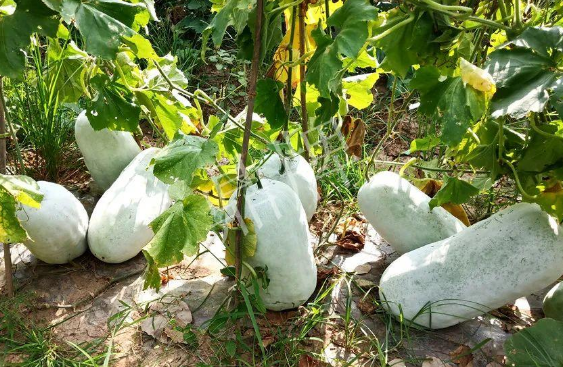 蔬菜種子種植戶客戶點(diǎn)評-驚訝！炎炎烈日下，小孩大聲喊：“大雪球！大雪球……”怎樣一回事？