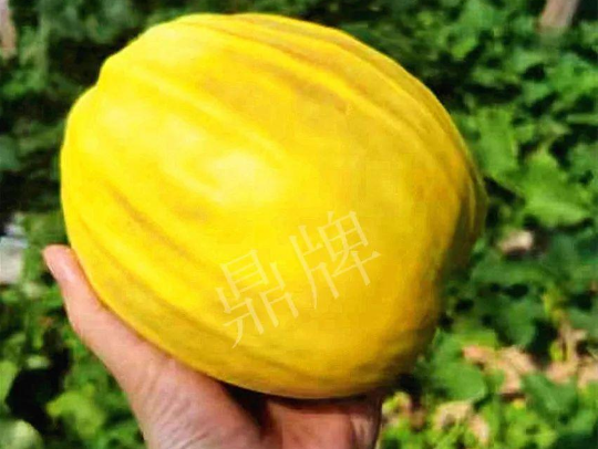 蔬菜種子種植戶客戶點(diǎn)評-我的甜瓜賣20元1市斤，與大家分享…