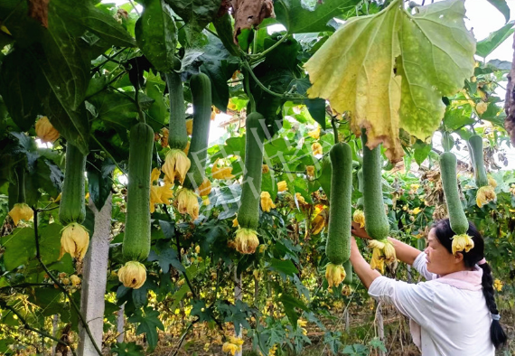 蔬菜種子種植戶客戶點(diǎn)評-8月，持續(xù)高溫下，這種絲瓜少見，少見！