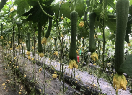 蔬菜種子種植戶客戶點評-我引進這個品種，幫助當地菜農發了財！