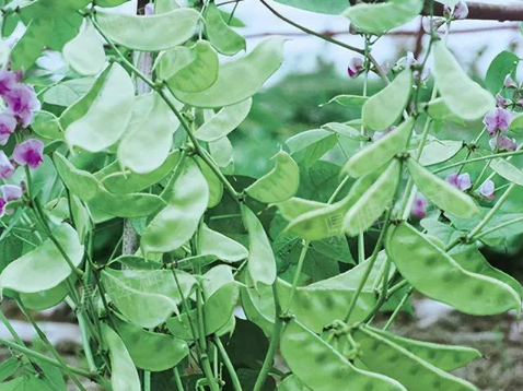 蔬菜種子種植戶客戶點評-鼎牌幫我度難關，決心助我大豐收！