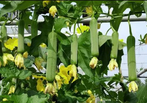 蔬菜種子種植戶客戶點評-每畝收入2萬元！這個絲瓜品種大受歡迎！