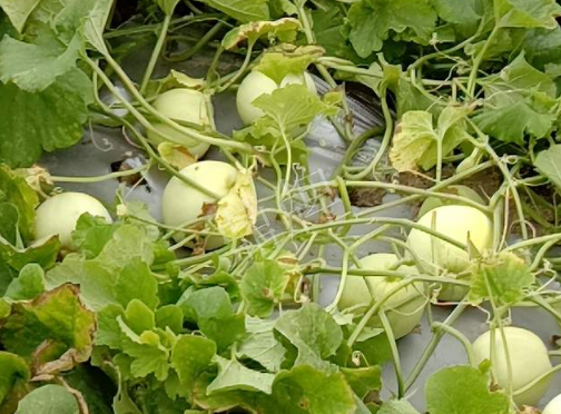 蔬菜種子種植戶客戶點評-種植甜瓜20年，這個品種讓我更省心！