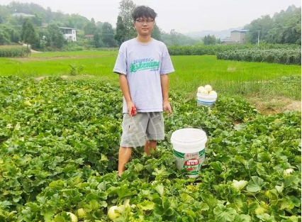 蔬菜種子種植戶客戶點評-甜瓜新品上市，每個賣9元，很暢銷！
