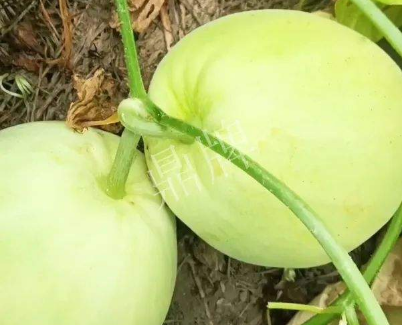 蔬菜種子種植戶客戶點評-我終于找到滿意的甜瓜品種了！