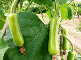蔬菜種子種植戶客戶點(diǎn)評(píng)-科研人員發(fā)誓研究的一個(gè)抗高溫品種，您可能需要！