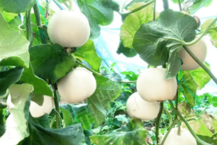 蔬菜種子種植戶客戶點(diǎn)評(píng)-丁老板說：種植這個(gè)品種，獲得了滿意的收入，確實(shí)“爽歪歪”