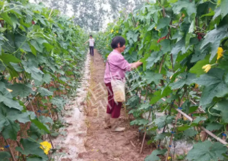 蔬菜種子種植戶客戶點(diǎn)評(píng)-85歲老奶奶，還是種植基地的領(lǐng)頭人，做的怎么樣？一起去看看…