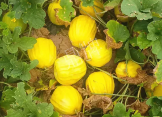 蔬菜種子種植戶客戶點(diǎn)評(píng)-瓜農(nóng)說：“還得是這個(gè)品種啊！”，什么品種讓種植戶如此感慨？
